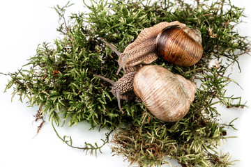 Snail Muller gliding on the wet moss. Large white mollusk snails with brown striped shell, crawling. Helix Pomatia Burgundy Roman, Escargot