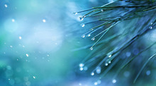 Rainy Weather Concept Background. Beautiful Pine Needle With Water Drops. Artistic Blue Toning, Macro Forest Landscape.