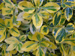 żółtozielone liście