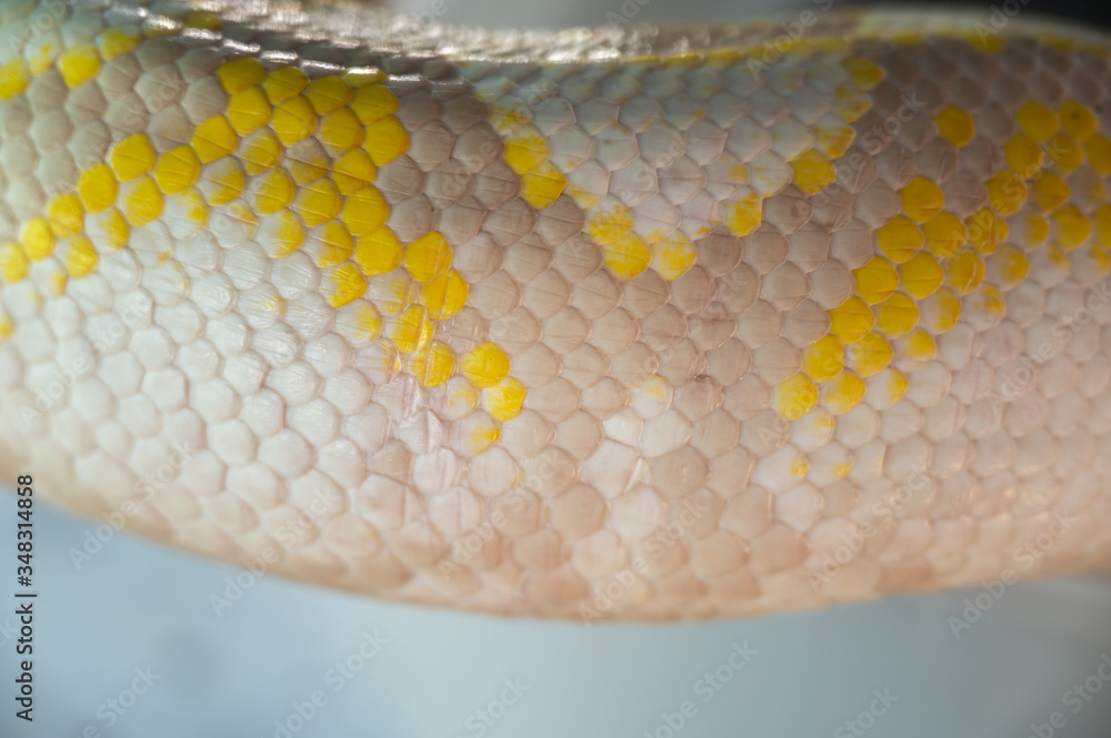 The species of pythons that have been developed, the species are ...