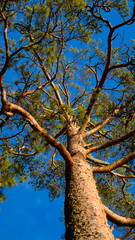 Canvas Print - pine tree on a background of blue sky