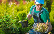 Male Nursery Worker Picks Plants In Pots For Customers.