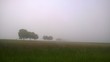 drzewa we mgle