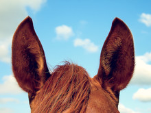 The Horse's Ears Against The Sky