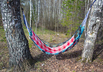 hammock hanging in the forest on birch trees, tourism, outdoor activities