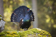 Eager male of western capercaillie, tetrao urogallus, showing off in the morning sun. Endangered bird spreading tail in the forest in spring. Proud and dominant grouse lekking in its natural habitat.