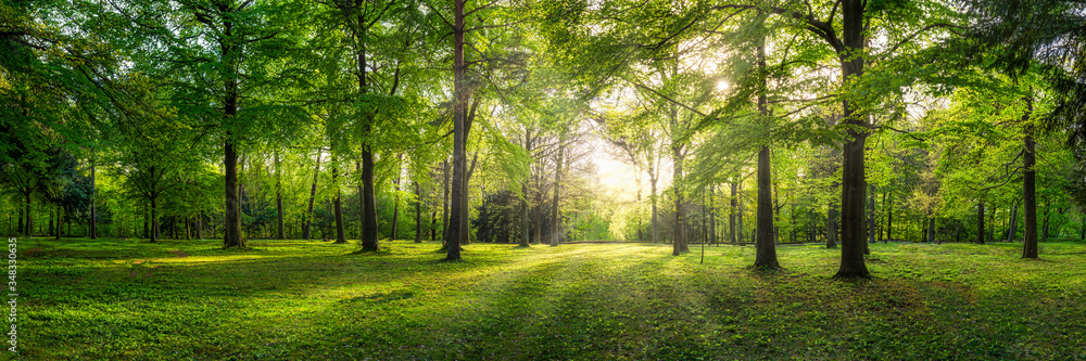 Panoramic view of a forest with sunlight shining through the trees - obrazy, fototapety, plakaty 