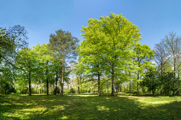 Wall Mural - beautiful forest in spring with fresh green foliage