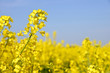 Close up of yellow rapeseed flowers with blurred background
