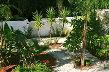Tropical Landscape In Backyard With Yucca Gloriosa And Native Vegetation