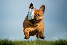 Dog French Bulldog Runs In The Park With A Mask Of Teeth After A Pandemic