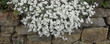 białe drobne kwiatki na kamiennym murze