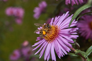 Fall. A bee (lat. Anthophila) collects the last nectar and pollen from perennial aster flowers.