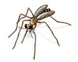 Illustrated mosquito isolated on a white background
