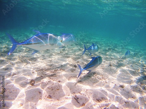Fotografía Close-up Of Fishes Swimming In Sea