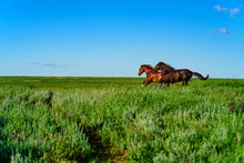 Wild Horses Galloping In The Sunlit Meadow