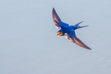 Beautiful Barn Swallow in Graceful Flight