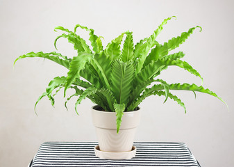 Bird s Nest Fern or Asplenium antiguum in plant pot on table with stripe pattern table cloth on white background.