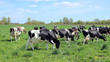© sanek70974 - a herd of cows grazes in the meadow