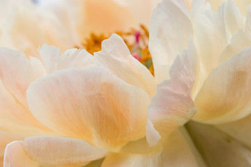 pink peony petals macro