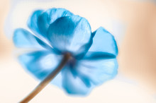 Blue Anemone On A White Background With Painterly Affect