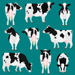 Holstein Friesian cattle various pose set