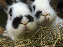 Close-up Of Rabbits