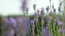 Purple Flowering Sprigs Of Lavender, Colorful Stems, Slow Motion
