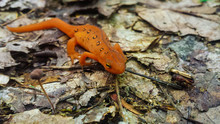 Close-up Of Eastern Newt On Field