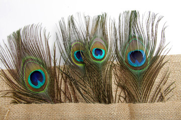 Picture of peacock's (male peafowl) feather that have an unique eyes shape pattern 