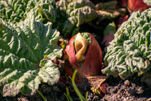 Freshly Sprouted Rhubarb Sprout In Natural Soil In The Village.