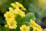 Fototapeta  - Yellow primroses in spring.