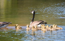Geese And Goslings Are Enjoying Springtime On Water