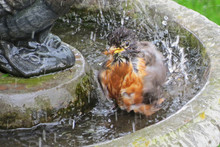 Bird Splashing In Birdbath