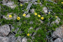 High Angle View Of Yellow Flowers Growing On Rocks Covered With Fence