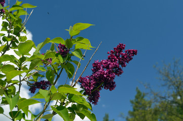 Wall Mural - Blossom lilac flowers in spring in garden. branch of Blossoming purple lilacs in spring. Blooming lilac bush. Blossoming purple and violet lilac flowers. Spring season, nature background. aroma,