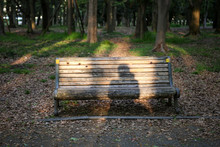 Bench In Forest