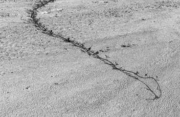 vines on the floor with white and black blackground