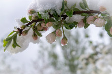 Spring Snow Covering Fresh Pink Apple Tree Blossom