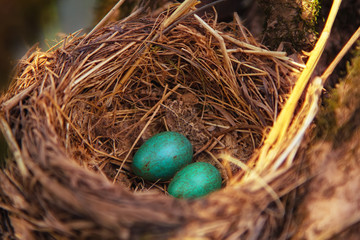 mavis songbird, Turdus philomelos nest with eggs. In spring, songbirds build nests and hatch chicks.