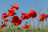 Fototapeta Maki - Flowers red poppies bloom in wild field. Beautiful field of red poppies with highlighted focus. Soft light. Toning. Creative Creative Processing Natural Background