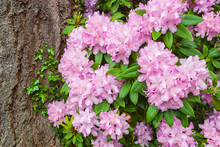 Pink Rhododendron Flowers At A Tree Trunk