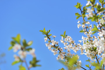 Wall Mural - Beautiful blooming cherry tree on a sunny spring day close-up. Natural background