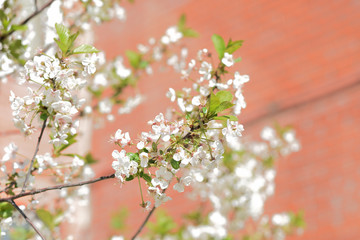 Beautiful blooming cherry tree on a sunny spring day close-up. Natural background