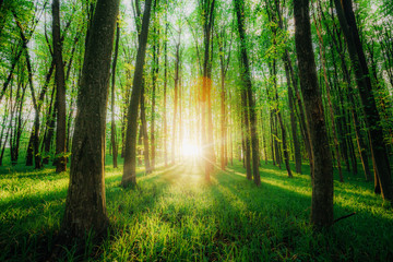 a spring forest trees. nature green wood sunlight backgrounds.