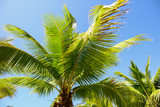 Fototapeta Na sufit - Large green branches on coconut trees against the sky