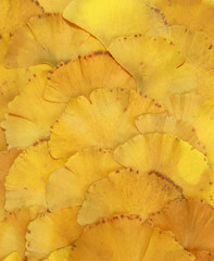 Poster - Feuilles de Gingko biloba en automne