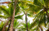 Fototapeta Do akwarium - Beautiful palm trees in the park.