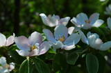 Fototapeta Storczyk - Fragrant young white flower on blossoming quince tree in sunny spring morning