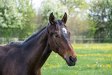 Fototapeta Konie - Portrait of a young stallionin the pasture for the first time on a sunny spring day. Blue sky. dressage and jumping horse stallions in a meadow. Breeding horses